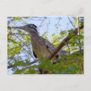 Suche nach roadrunner postkarten Straßenläufer