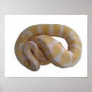 Recherche de albinos posters Serpent