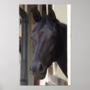 Suche nach friesian horse poster Reitpferd