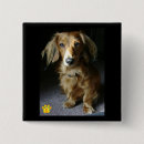 Recherche de teckel badges Chien