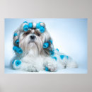 Suche nach shih tzu poster Foto