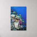 Suche nach korallenriff poster leinwandbilder Fisch