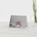 Recherche de chat orange et blanc vœux cartes Chaton