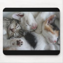 Recherche de chaton de sommeil Pour tous