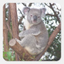 Recherche de koala australien autocollants La faune australienne