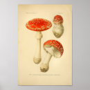 Recherche de illustration botanique posters Champignon