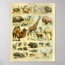 Recherche de vintage giraffe posters Faune