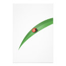 Recherche de dessin de coccinelle posters Bogue