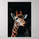 Suche nach giraffen poster Zoo