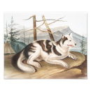 Recherche de animaux sauvages vintages posters Faune