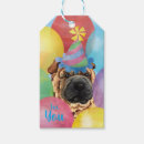 Recherche de shar chinois Sharpei