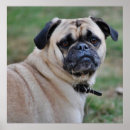 Recherche de mignons de carlin posters Canine