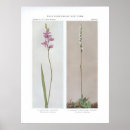 Suche nach blumendruck poster Natur