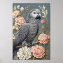 Suche nach afrikanische vögel poster Papagei