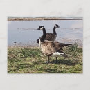 Suche nach gans postkarten Vögel