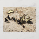 Recherche de timbre poste de papillon Pour tous