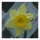 Suche nach narzissen poster Blüte