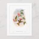 Recherche de de colibri cartes postales Illustration