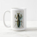 Recherche de mante tasses Entomologie