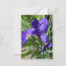 Recherche de iris pourpre Photographie de nature