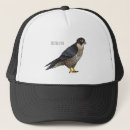 Recherche de le faucon casquettes Oiseau