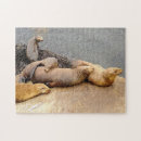 Suche nach seelöwen puzzle Baby
