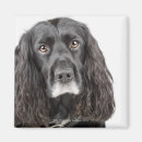 Suche nach cocker spaniel magnete Schwarzes