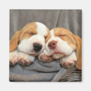 Recherche de somnolent magnets Chien