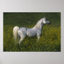 Suche nach arabisches pferd poster Foto