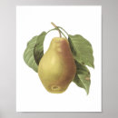 Suche nach pear poster Flora