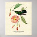 Suche nach grüner kolibri poster Vintag