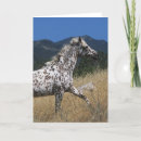 Suche nach appaloosa karten Bob langrish