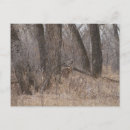 Recherche de becasse cartes postales Cerf à queue blanche