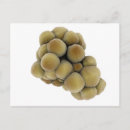 Suche nach mikroskopisch postkarten Zellbiologie