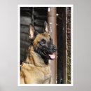 Suche nach malinois poster Schäferhund