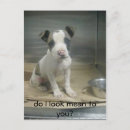 Suche nach tierrechte postkarten Hunde