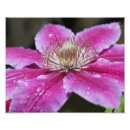 Suche nach macro poster Pflanze