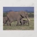 Suche nach amboseli nationalpark postkarten Natur