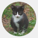 Recherche de chaton noir et blanc autocollants Animaux