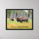 Suche nach amerikanischer bison leinwandbilder Gelbstein