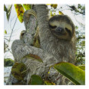 Recherche de sloth posters Animaux