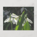 Recherche de snowdrop cartes postales Pour tous