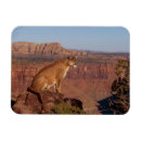 Suche nach cougar magnete Tiere