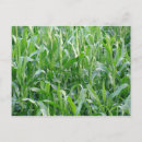 Suche nach bio landwirtschaft postkarten Mais