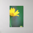 Suche nach fehler leinwandbilder Blume