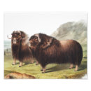 Recherche de animaux sauvages mignons posters Faune