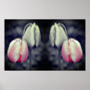 Recherche de tulipes noires posters Botanique