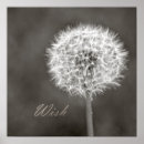 Recherche de pissenlit et blanc posters Floral