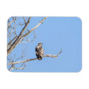 Recherche de aigle magnets Faune