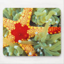 Suche nach seestern mousepads Fisch